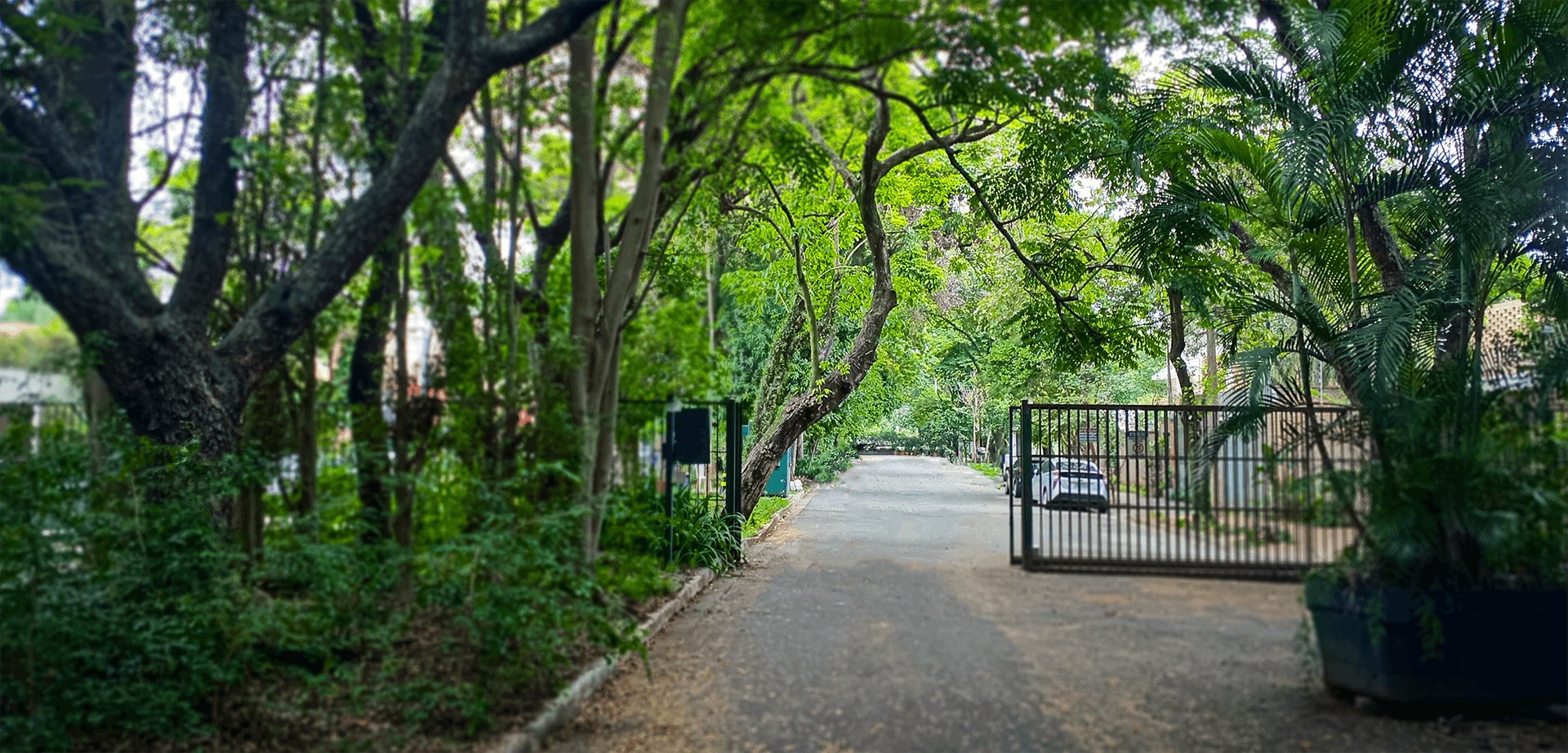Área arborizada no acesso ao Terráz